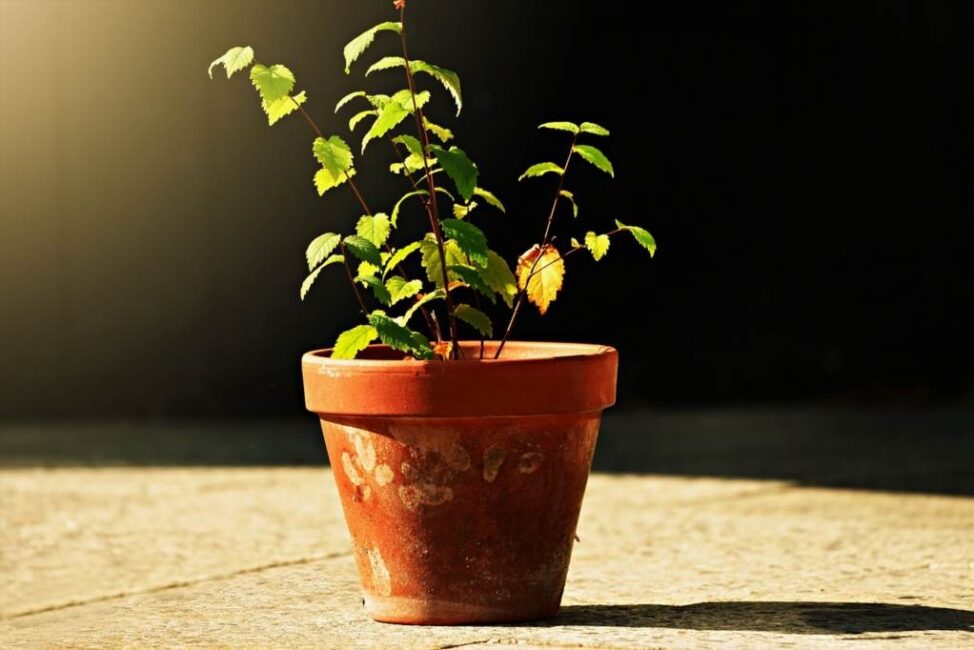 Pielęgnacja trawy pampasowej w domu